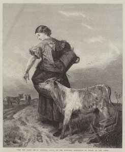 Il vitello domestico